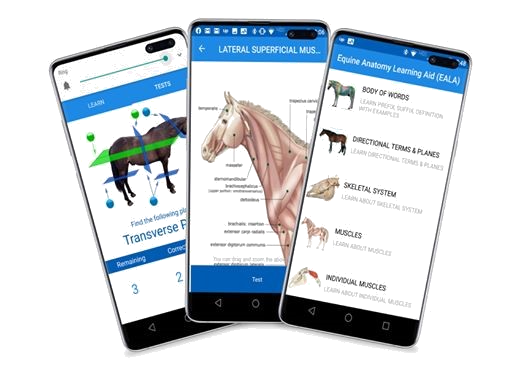 Equine Anatomy Learning Aid - Equinology® App - Available on iOS, Android, Windows & MacOS