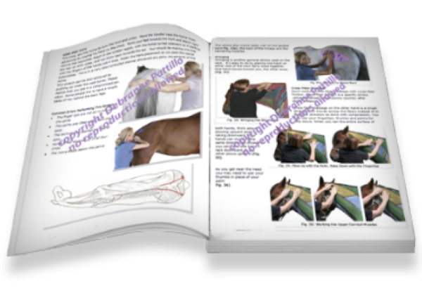 Anatomy of Equine Bodywork – The Equinology Approach: Comprehensive Reference Book for Veterinarians, Therapists, and Horse Owners
