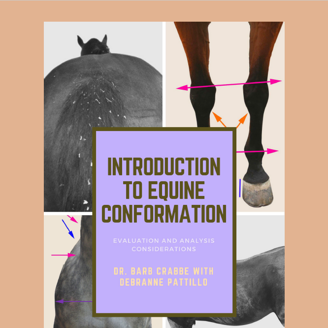 Equinology® How-To Series: Equine Conformation