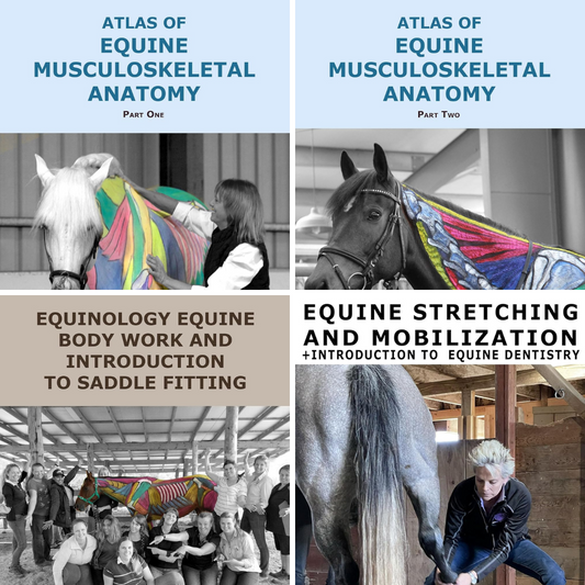 [Digital Series (4 parts)] Anatomy of Equine Bodywork – The Equinology® Approach by Debranne Pattillo