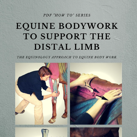 Equinology® How-To Series: Equine Bodywork to Support the Distal Limb