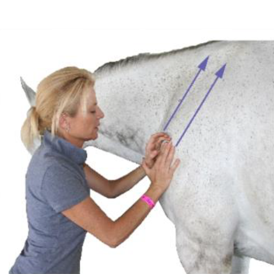 Equinology® How-To Series: Introduction to Equine MFR