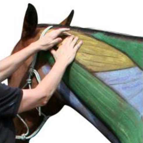 Equinology® Owner Moves: Cross Fiber on the Neck