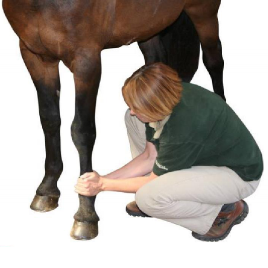 Equinology® Owner Moves: Distal Limb Slow Lift and Stretch