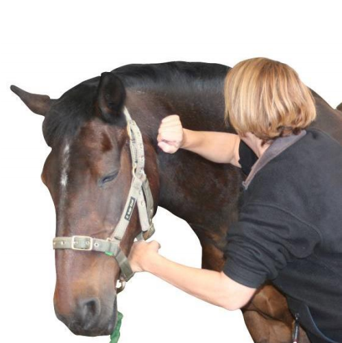 Equinology® Owner Moves: Forearm Press