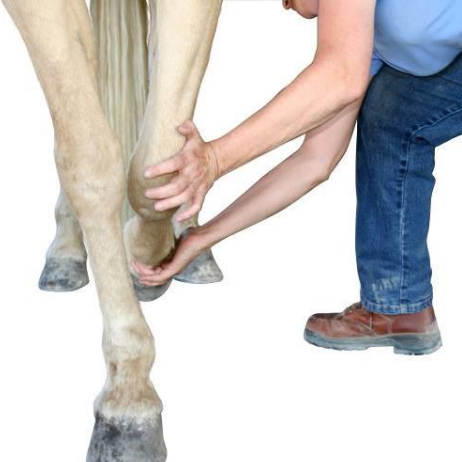 Equinology® Owner Moves: Forelimb Relaxation and Triceps Release