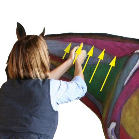 Equinology® Owner Moves: Gravity Slide on the Neck