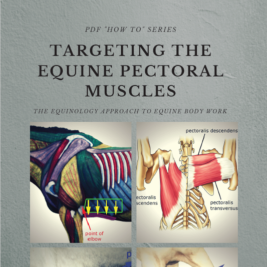 Equinology® How-To Series: Targeting the Pectoral Muscles
